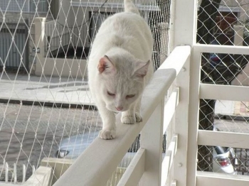gallery/kedi filesi kedi koruma filesi balkon filesi