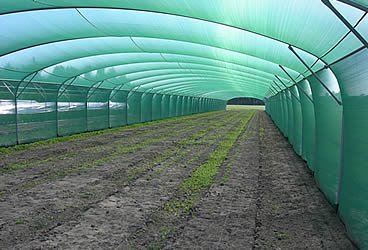 gallery/shade-netting-greenhouse-seedling
